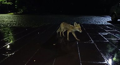 Kars'ta vatandaş yağmur altında kızıl tilkiyi besledi: O anlar kamerada