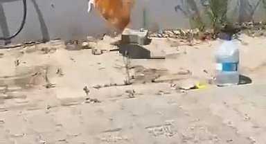 Kedi ile yılanın kavgası kamerada