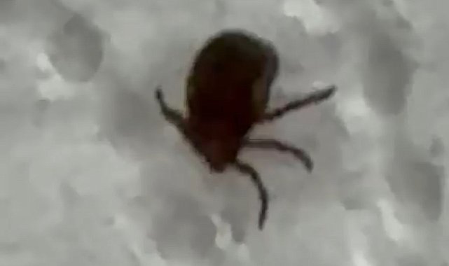 Kenenin ısırdığı vatandaş kontrol amacıyla hastaneye başvurdu