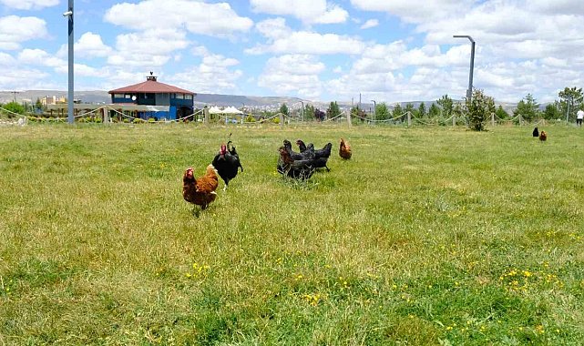 Keneyle mücadelede gezici tavuk kümesi uygulaması