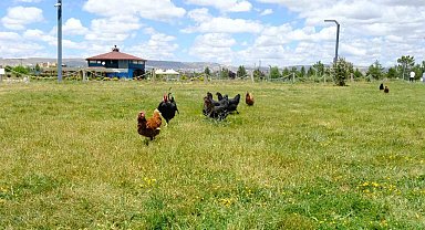 Keneyle mücadelede gezici tavuk kümesi uygulaması