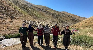 Kızgın güneş atında halaylı süt mesaisi: Berivanlar bakanlıktan gölgelik istiyor