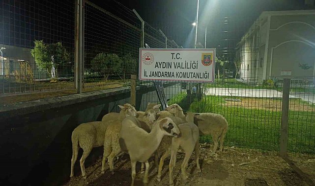 Koçarlı'da 15 koyun evin bahçesinden çalındı