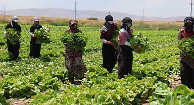 Konya'da marul bolluğu fiyatları düşürdü