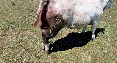 Kovalı Yaylası'nda ayı alarmı: Üreticiler yetkililere seslendi
