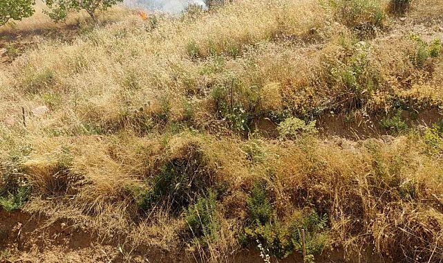 Kurtalan'da fıstık bahçesinde çıkan yangında 95 ağaç kül oldu