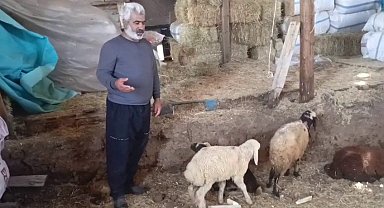 Kurtlar ağıla girdi: 14 koyun telef oldu, 30 hayvan kayboldu