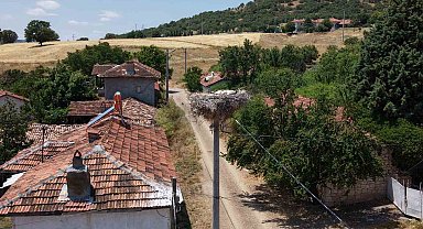Kütahya'da leylekler bu köyün maskotu oldu