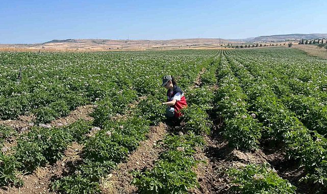Kütahya'da patates tarlalarında bitki pasaportu denetimleri başladı