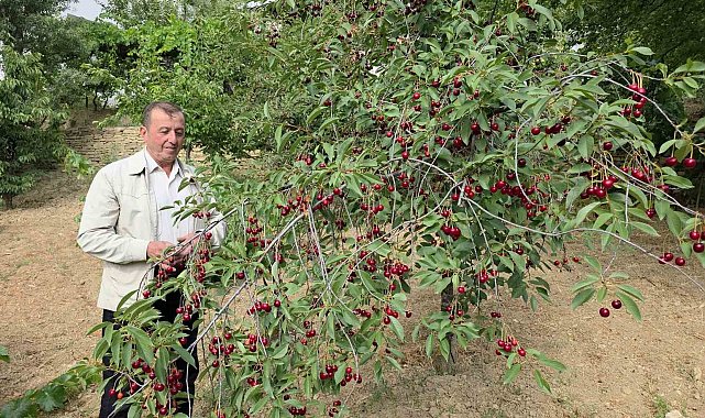 Kütahyalı vişne üreticileri taban fiyat ve fiyat istikrarı istiyor