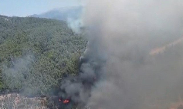 Kuyucak'ta orman yangını