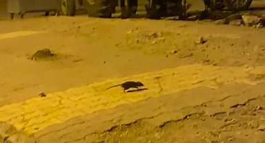 Lağım fareleri korkutuyor