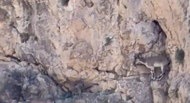 Malatya'da yaban keçileri sürü halinde görüntülendi
