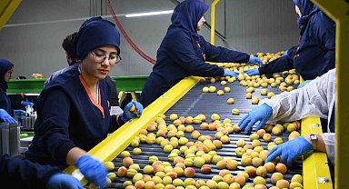 Malatya'da yaş kayısı ihracatı başladı