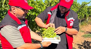 Manisa bağlarında hasat öncesi rekolte saha çalışmaları başladı