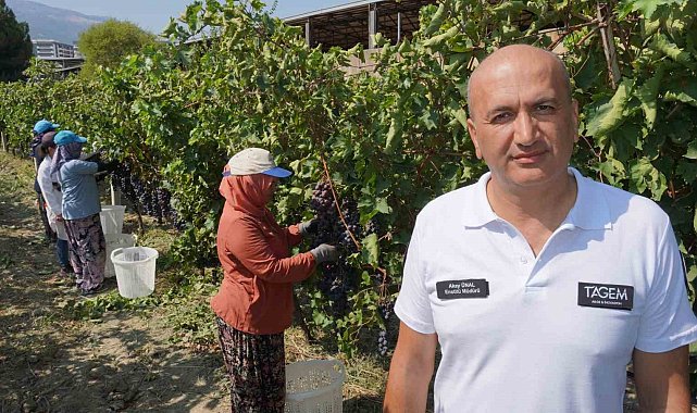 Manisa'dan dünyaya üzüm ihracatı başladı