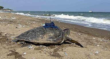 Mersin'de uydu takip cihazı takılan 2 kaplumbağa tekrar denizle buluştu