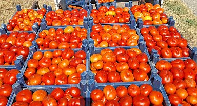 Meşhur Kemerdamları domatesinde hasat başladı