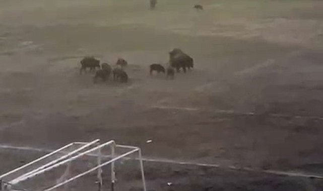 Milas'ta yaban domuzları futbol sahasını mesken tuttu