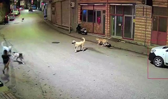 Ordu'da küçük çocuk sokak köpeklerinin saldırısına uğradı