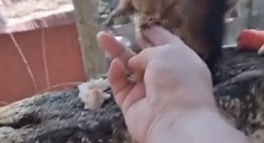 Osmaniye'de vatandaşın eliyle beslediği sincap ilgi odağı oldu