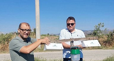 Pamuk tarlalarında zararlı takibi için feromon tuzakları kuruldu