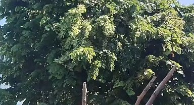 Rize'de ıhlamur toplarken elektrik akımına kapılan vatandaş hayatını kaybetti