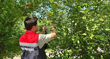 Rize'de kokarca zararlısına karşı doğaya "Samuray Arısı" salındı