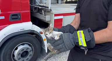 Saatlerce ağaçta bekledi, duyarlı vatandaşın çağrısıyla kurtarıldı