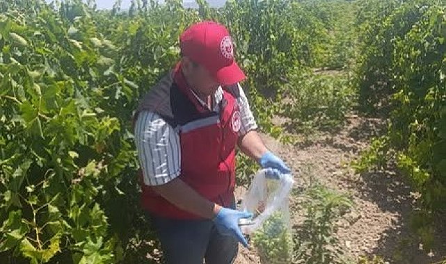 Salihli'de pestisit kalıntısına sıkı denetim