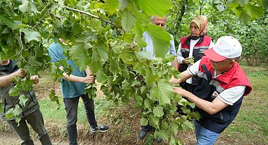 Samsun'da fındıkta rekolte mesaisi: Bahçelerde sayım başladı