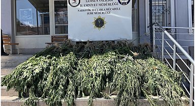 Samsun'da uyuşturucu operasyonu: Hasat edilmeye hazır 782 kök kenevir ele geçirildi