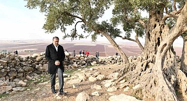 Şanlıurfa'da 1314 yıllık zeytin ağacının çevre düzenlemesi yapılıyor