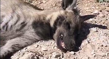 Şanlıurfa'da nesli tehdit altındaki çizgili sırtlan ölü bulundu