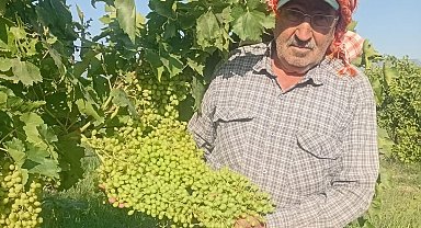 Sarıgöl'de dev salkımlar ihracat yolunda