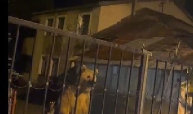 Sarıkamış'ta bu kez roller değişti: Vatandaş dışarıda bekledi, ayılar bahçede misafir oldu