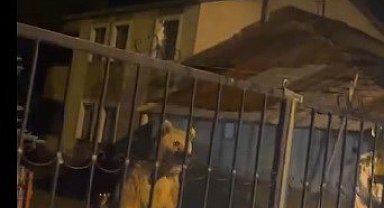 Sarıkamış'ta bu kez roller değişti: Vatandaş dışarıda bekledi, ayılar bahçede misafir oldu