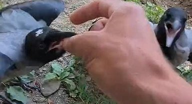 Şefkatle büyüttüğü kargalar onu kapıda karşılıyor