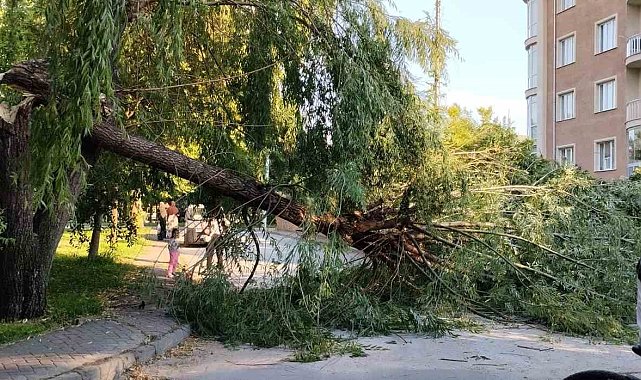 Şiddetli rüzgar parktaki ağacı devirdi