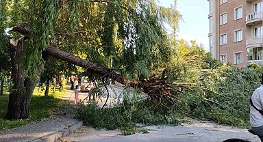Şiddetli rüzgar parktaki ağacı devirdi