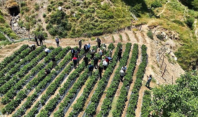 Siirt'te çilek hasadı