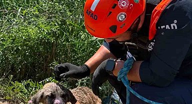 Siirt'te kuyuya düşen köpek kurtarıldı