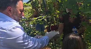 Siirt'te özel bireyler ve çocuklar böğürtlen hasadında buluştu