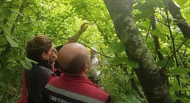 Sinop'ta kahverengi kokarcayla biyolojik mücadele