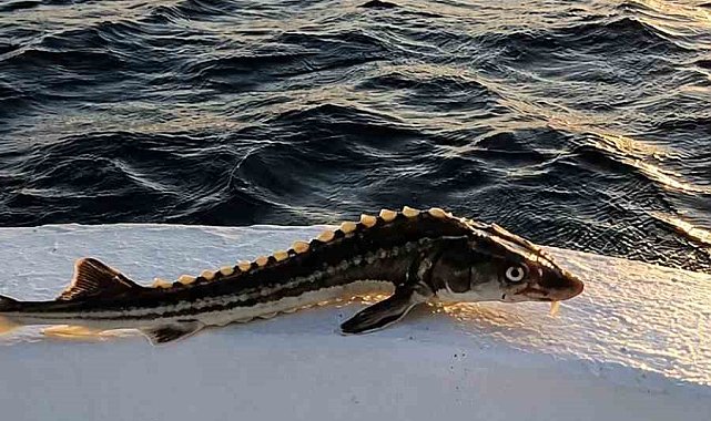 Sinoplu balıkçı, ağına takılan nesli tehlike altındaki balığı denize geri bıraktı