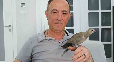Şırıngayla beslediği yaralı kumru en yakın dostu oldu