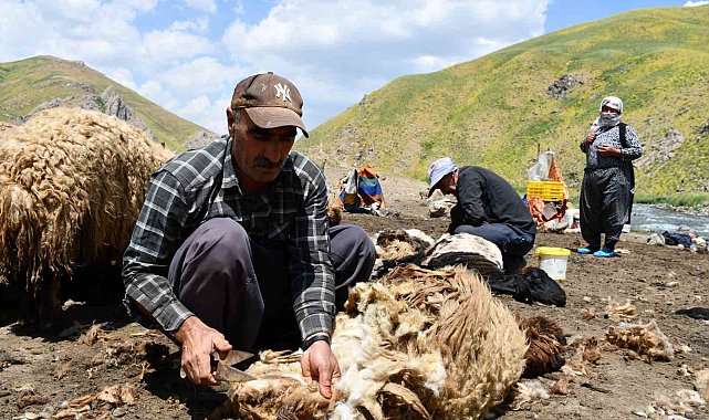 Şırnak'ta koyun kırkma mesaisi başladı
