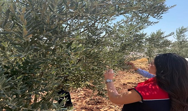 Şırnak'ta zeytin bahçelerinde hasar tespit çalışmaları başlatıldı
