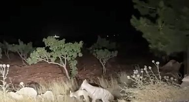 Sırtlanın avını bütün halinde taşıması kameraya yansıdı