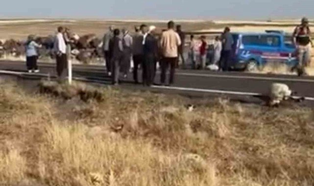 Siverek'te işçi minibüsü koyun sürüsüne daldı: 25 koyun telef oldu